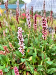 Polygonum affine Darjeeling Red. A perennial herbaceous plant with pink and red flowers on a stem in a flower bed. Flower background