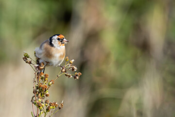 European Goldfinch (Carduelis carduelis) spotted in North County, Dublin, commonly found across Europe