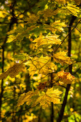 yellow maple leaves in autumn