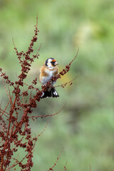 European Goldfinch (Carduelis carduelis) spotted in North County, Dublin, commonly found across Europe
