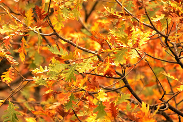 Golden Transition of Autumn's Touch