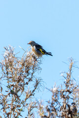 European Goldfinch (Carduelis carduelis) spotted in North County, Dublin, commonly found across Europe