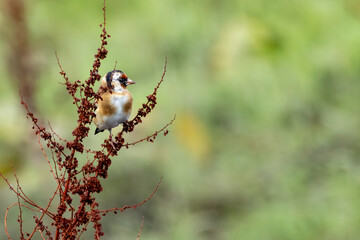 European Goldfinch (Carduelis carduelis) spotted in North County, Dublin, commonly found across Europe