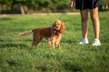 young woman with her dog in park. cocker spaniel dog licking its lips with tongue, eyes closed