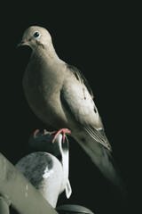 Desaturated Dove Against Off-Black