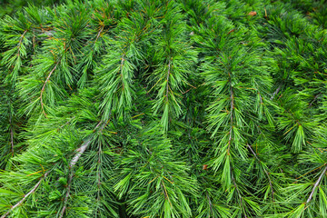 Branches of a young green Christmas tree, close-up.