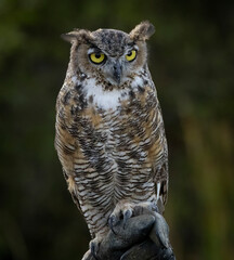 A Great Horned Owl looking majestic