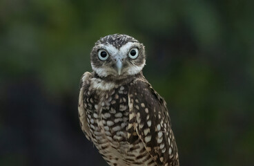 A little Burrowing Owl at a raptor demonstration
