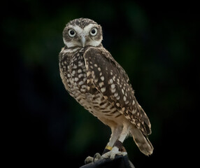 A little Burrowing Owl at a raptor demonstration
