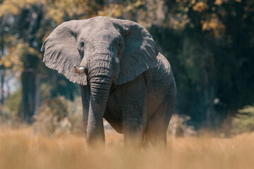 Majestic African Elephant in the Wilderness of Angola & Botswana.
