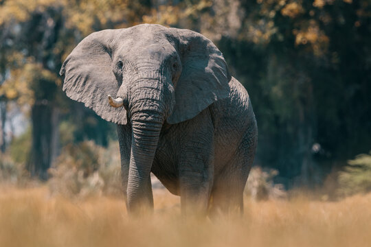 Majestic African Elephant in the Wilderness of Angola & Botswana.