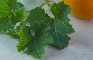 yellow pumpkin and leaf