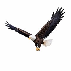 Obraz premium american bald eagle
