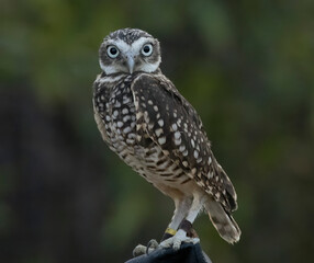 A little Burrowing Owl at a raptor demonstration