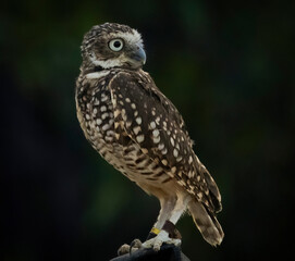 A little Burrowing Owl at a raptor demonstration