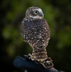 A little Burrowing Owl at a raptor demonstration