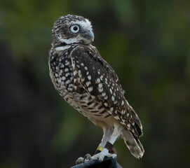 A little Burrowing Owl at a raptor demonstration
