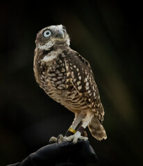 A little Burrowing Owl at a raptor demonstration
