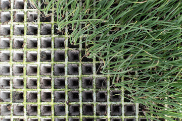 Green onions seedlings in the vegetable garden. Growing vegetables.