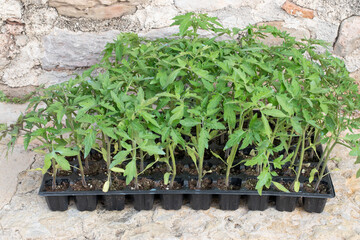Tomato seedlings in the garden. Vegetable cultivation.
