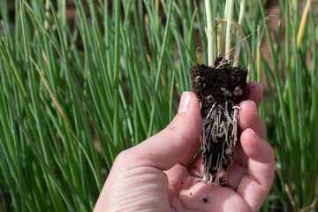 Close-up of a farmer's hand in the vegetable garden with chives. Growing vegetables.