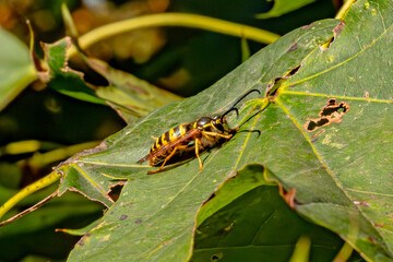 yellowjacket on a leaf 