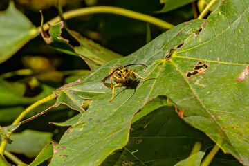 yellowjacket on a leaf 