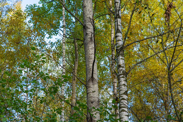 Aspen trunk in mixed autumn forest. Yellowed birch leaves