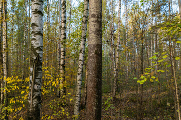 Aspen trunk in mixed autumn forest. Yellowed birch leaves