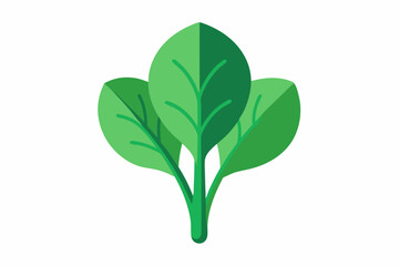 Fototapeta premium Perpetual spinach Beta vulgaris subsp. vulgaris minimalistic vector design on a white background 