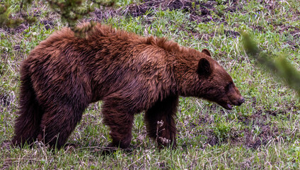 Fototapeta premium Powerful Grizzly Bear Roaming in Yellowstone National Park