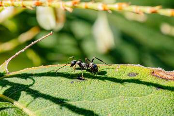 ant on a leaf