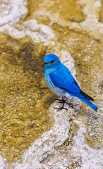 Vibrant Bluebird Perched Amidst Yellowstone's Natural Wonder
