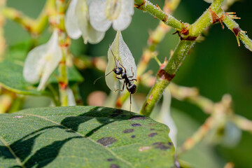 Ant on a flower