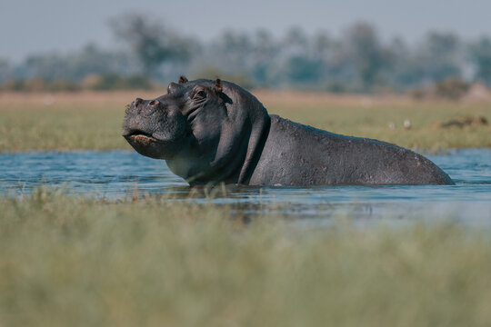Hippo Wading in the Okavango Delta Waters, Botswana