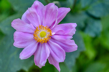 Blumeninsel Mainau im Bodensee – Farbenprächtige Blumenlandschaften und botanische Schönheit