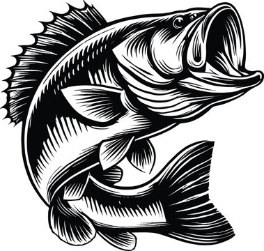Bass fish vector illustration.