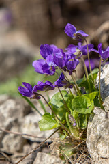 Lilac violets bloom in nature