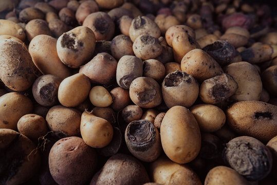 Bad spoiled potatoes, wireworm eaten, unhealthy vegetables. Sick, disease, late blight. Solanum tuberosum with maggots inside. Rotten harvest. Crop failure. Tuber affected by bacterial decay