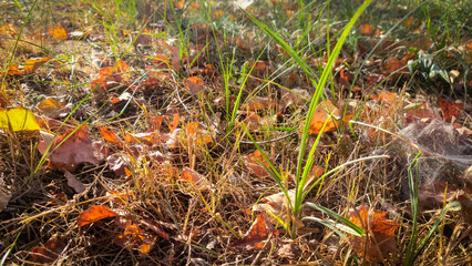 autumn leaves in the grass