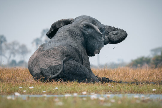 African Elephant Rolling in Mud on the Savannah