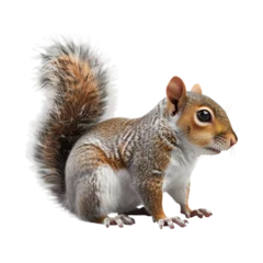 Selbstklebende Fototapeten squirrel png image © JAArtificial