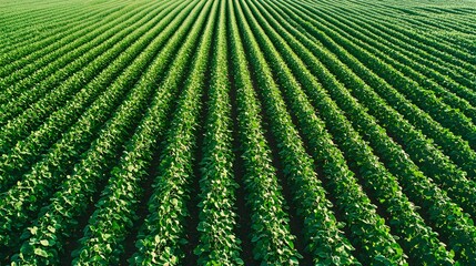 Soybean Field Patterns: Aerial view of geometric patterns formed by soybean rows, a testament to precision planting. 