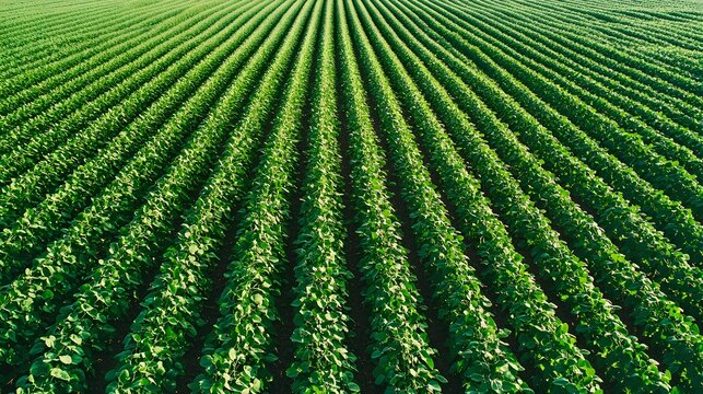 Soybean Field Patterns: Aerial view of geometric patterns formed by soybean rows, a testament to precision planting. 