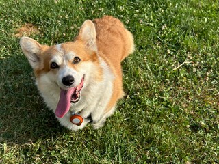 Happy Corgi panting on a grassy field under the bright sun
