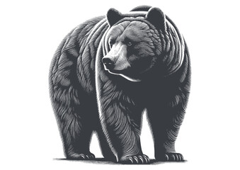 bear vector, bear silhouette