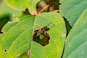 yellowjacket on a leaf 