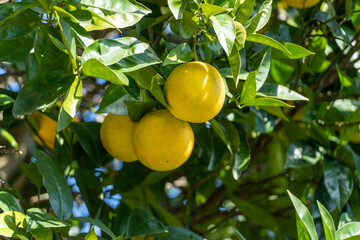 Close up of a bunch of ripe oranges on a tree. Fresh pahadi malta fruit harvesting in the village of uttarakhand, india. Juicy vitamin c fruits hanging in bunch on tree. Orange tree and farming.