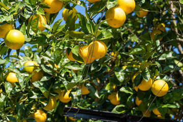 Close up of a bunch of ripe oranges on a tree. Fresh pahadi malta fruit harvesting in the village of uttarakhand, india. Juicy vitamin c fruits hanging in bunch on tree. Orange tree and farming.