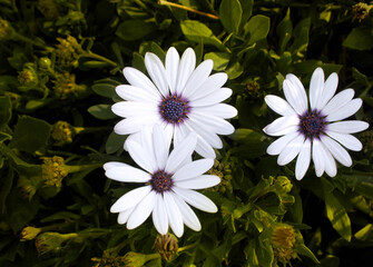 three margaritas or daisy flowers